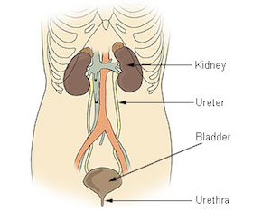 Sistema Excretor
