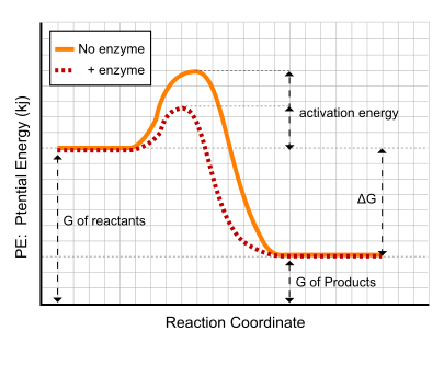 Gráfico que muestra cómo la función de un catalizador es reducir la energía de activación.