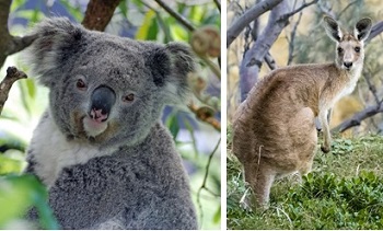 animales