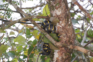 serpiente de manglar
