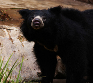 Oso perezoso