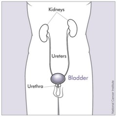 Ubicación de los riñones en el cuerpo.