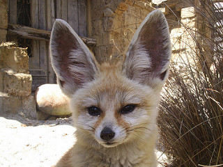 Zorro Fennec con orejas grandes