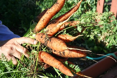 Las zanahorias son plantas bienales que crecen durante dos temporadas de crecimiento, pero a menudo se cultivan como anuales por sus raíces.