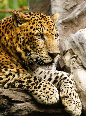 Leopardo