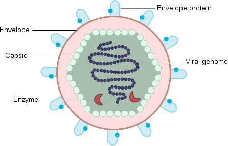 Estructura básica del virus