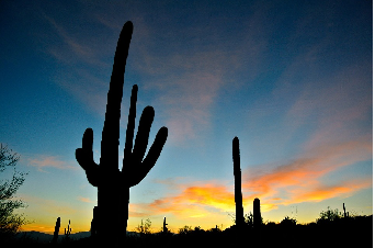 Cactus