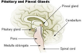 glándula pineal