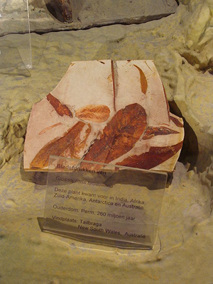 Glossopteris