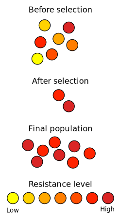 Resistencia antibiótica