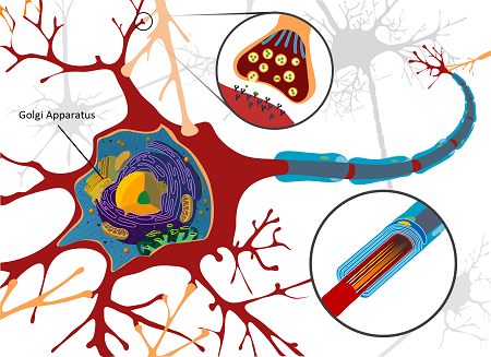 Célula neuronal con aparato de Golgi, parte del sistema de endomembranas