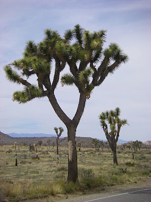 Árbol de Joshua