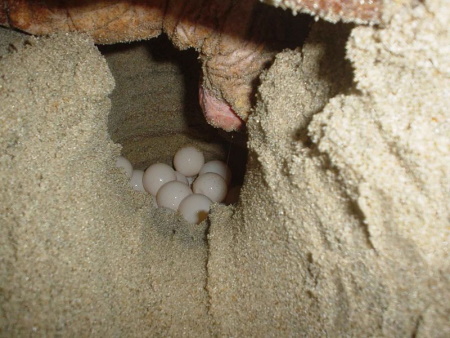 ¿Cuántos huevos ponen las tortugas mordedoras?