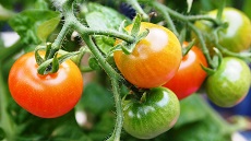 Tomates