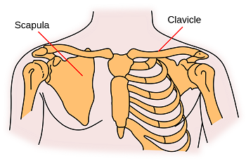 escápula