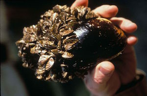 mejillones cebra