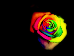Flor teñida de diferentes colores mediante acción capilar