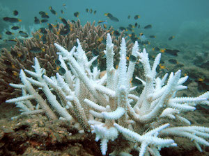 Arrecife de coral