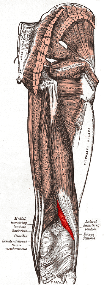 Cabeza corta del bíceps femoral.