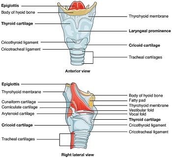 anatomía