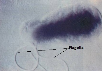 flagelos