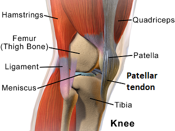 rodilla