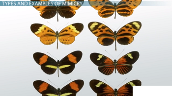Muitas borboletas parecidas