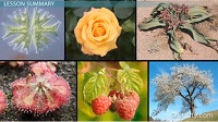 especies de plantas