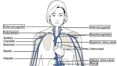 venas de la parte superior del cuerpo