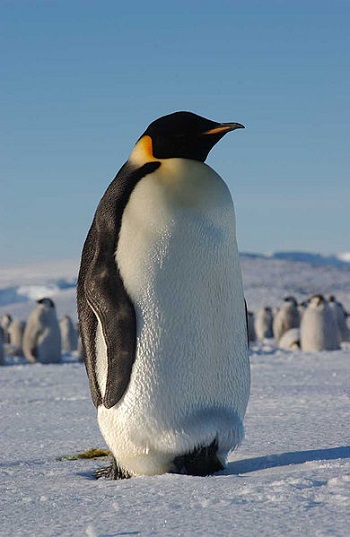 Pingüino