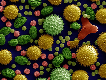 Imagen de microscopio electrónico de barrido de polen.