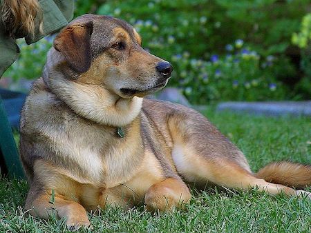 Un gran perro marrón y beige sentado en la hierba.