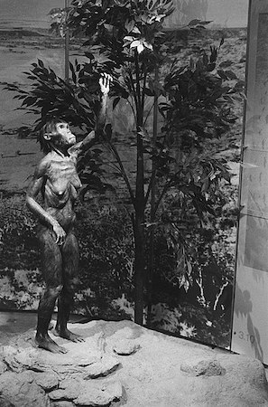 Una fotografía que muestra una figura humanoide parecida a un simio de pie y alcanzando algo en un árbol.