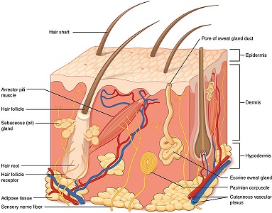 Estructura de la piel