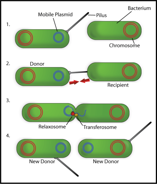Conjugación bacteriana