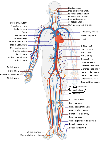 sistema arterial