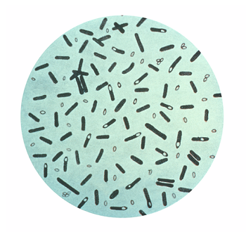 Clostridium