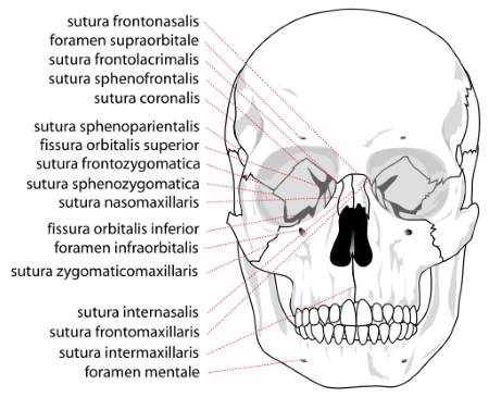 sutura