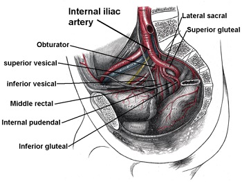 Ilustración de la arteria glútea inferior. 