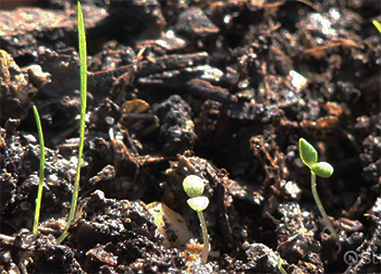 Dicot