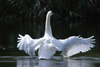 Cisne