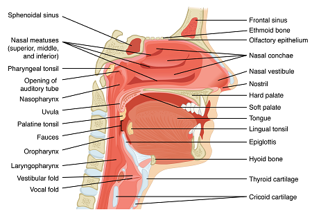 cavidad nasal