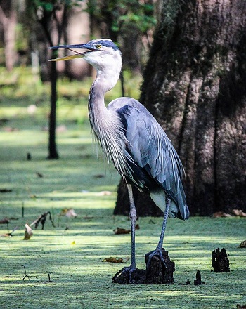 Gran garza azul
