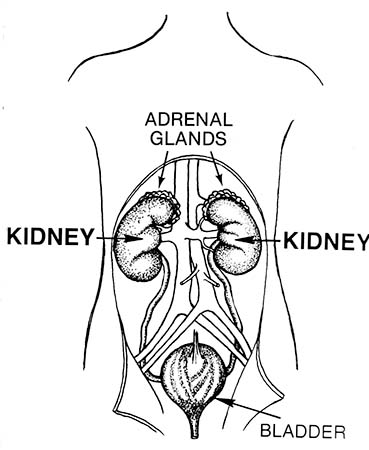La anatomía del tracto urinario: riñones, uréteres, vejiga y uretra.
