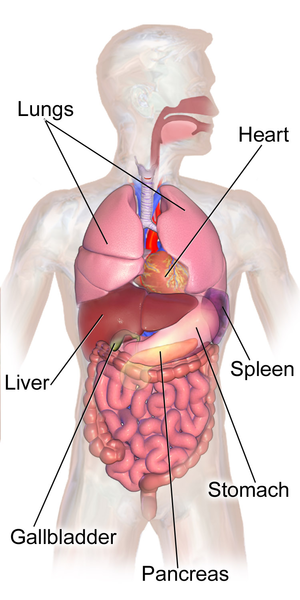 Anatomía