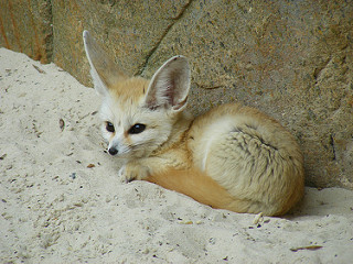 Piel gruesa de zorro Fennec