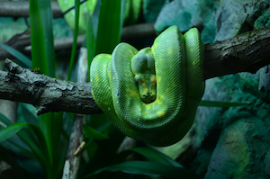 pitón de árbol verde