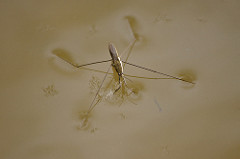 Insecto parado sobre el agua debido a la tensión superficial
