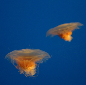 medusas de melena de león