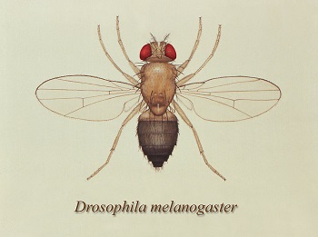 Dibujo de mosca de la fruta